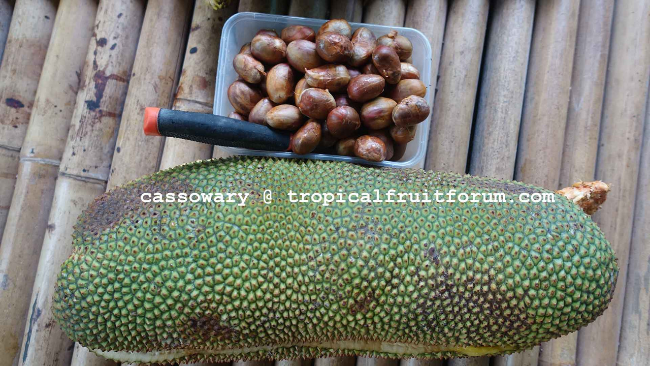 cempedak cassowary fruits