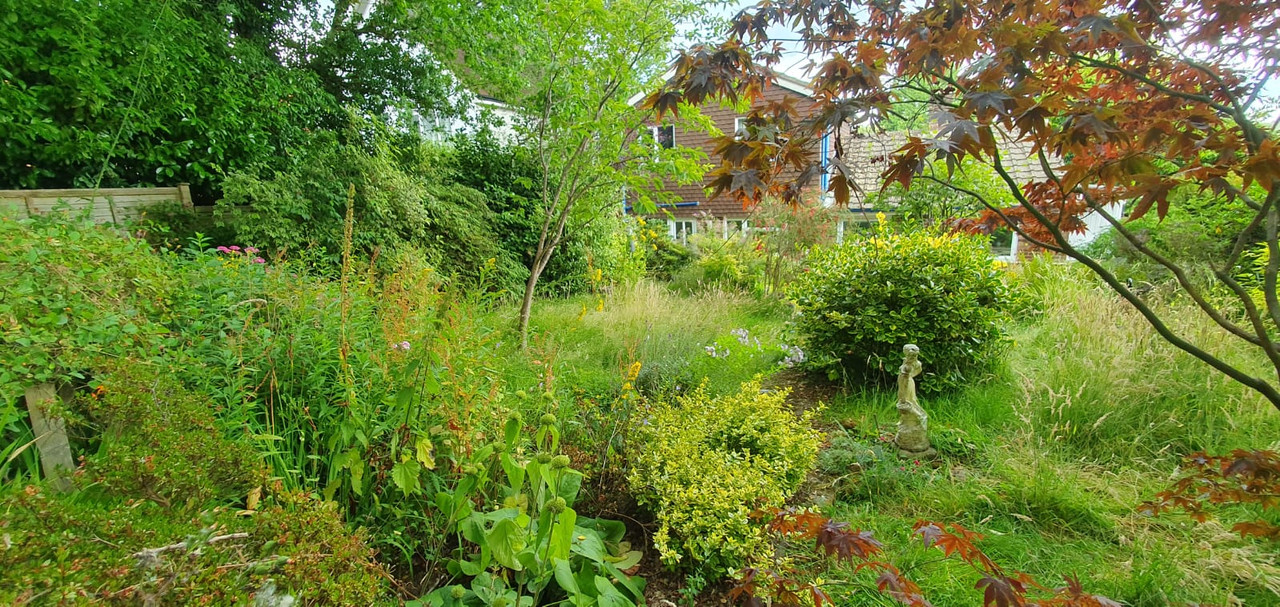 Garden area before and after heavy clearance, showing dense brambles removed.