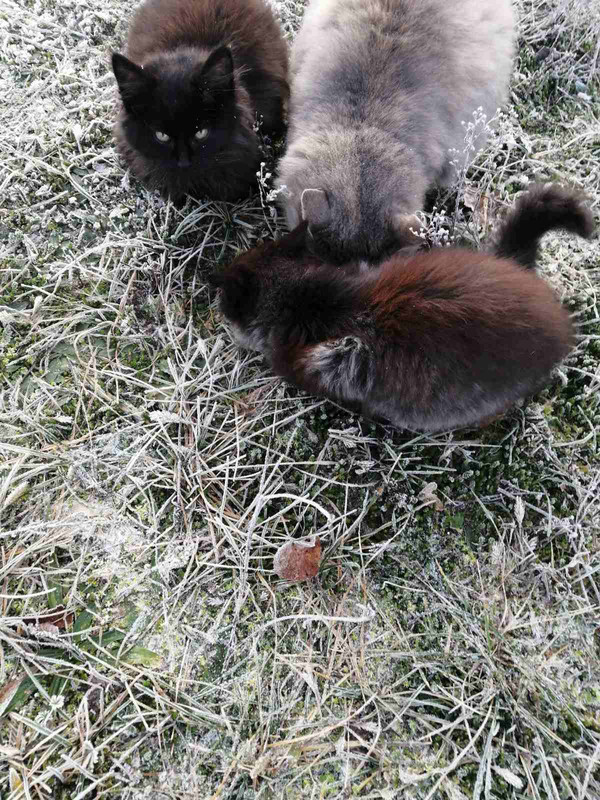 IMG 4e908e93b94fac0badabdd26b1b34cfb V