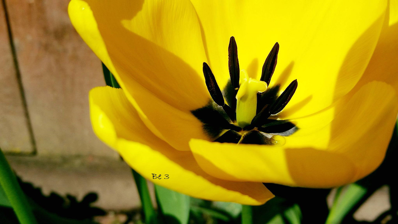 [Image: Tulip.jpg]