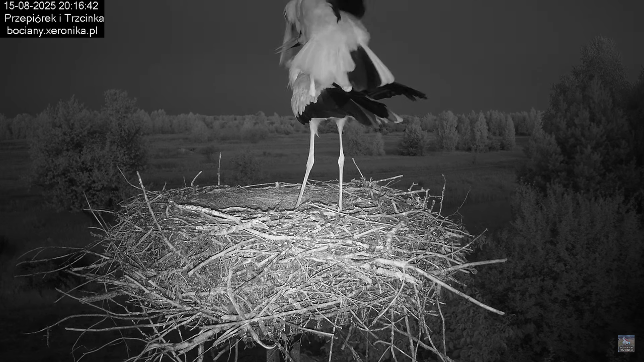 15082025bociany38