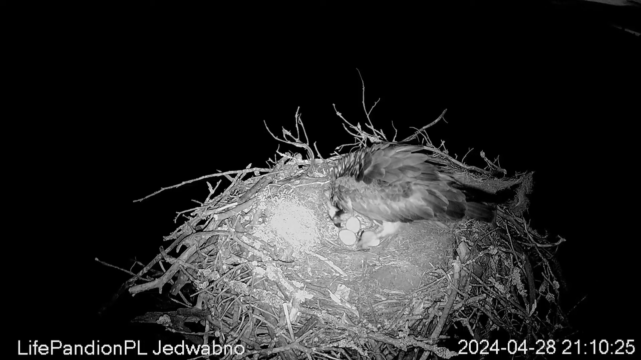 Zivjērgļi tiešsaistē Napiwodzko-Ramucka mežā 43-36 screenshot