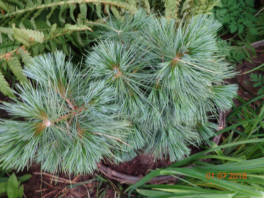 сосна шверина 04