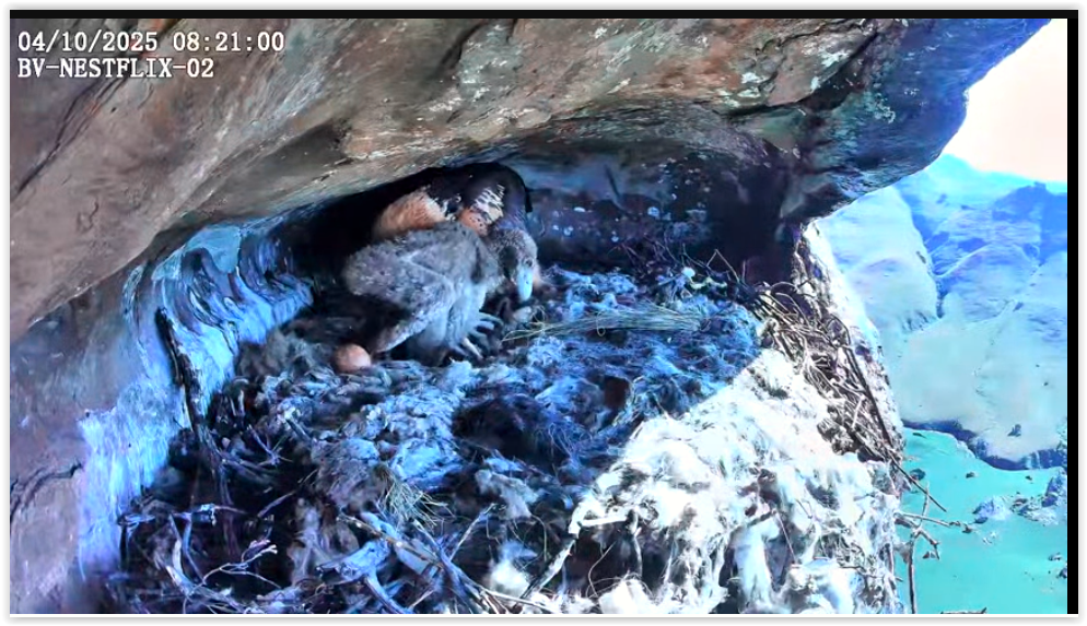 Screen Shot 10-04-25 at 08.23 AM