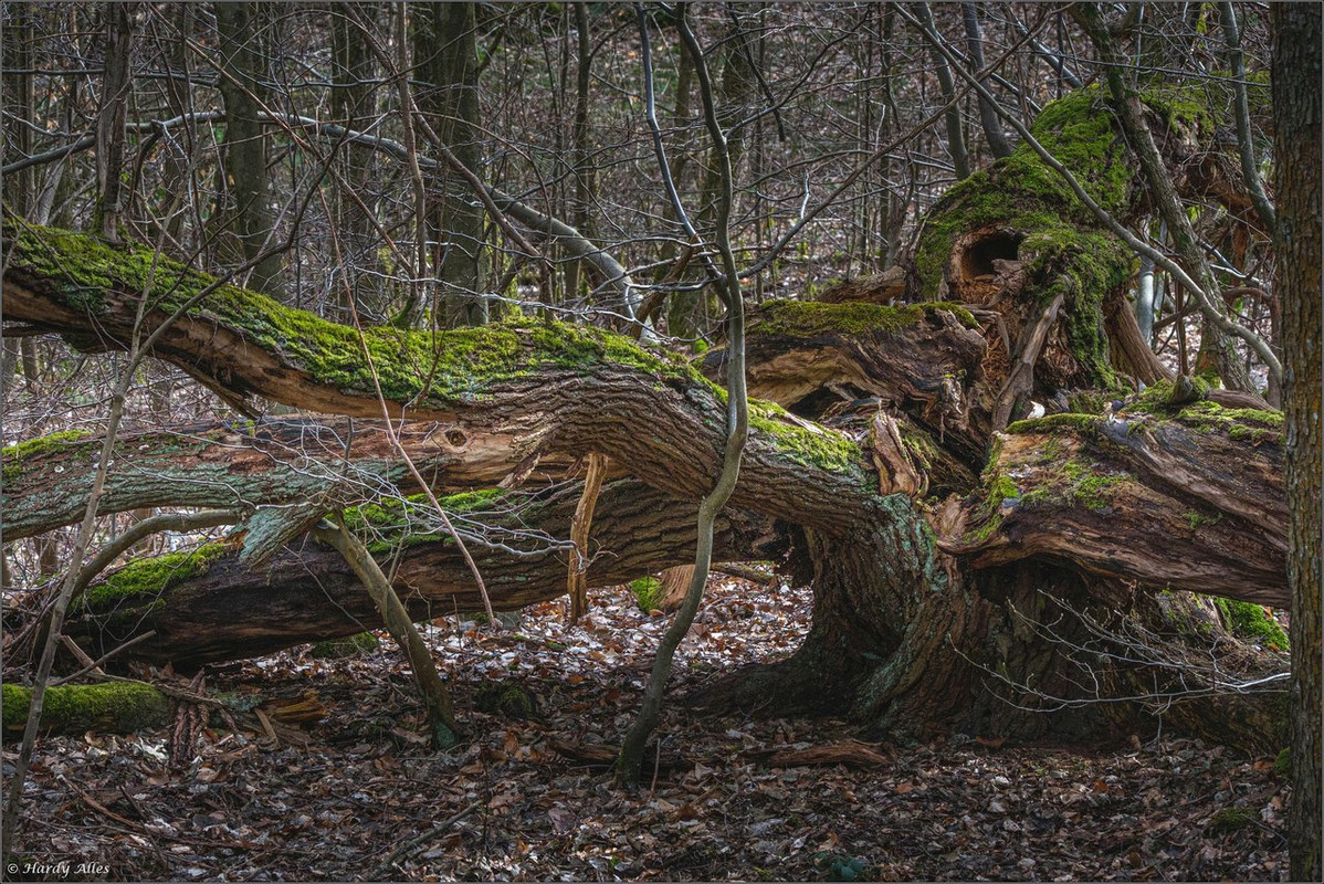 DSCF7525 2021 Ruhbach EBV  LR ERWZ FB