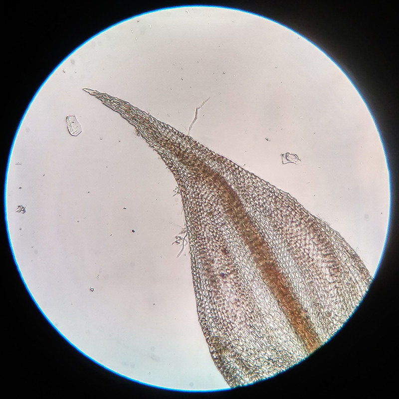 IMG 20250615 220620 HDR