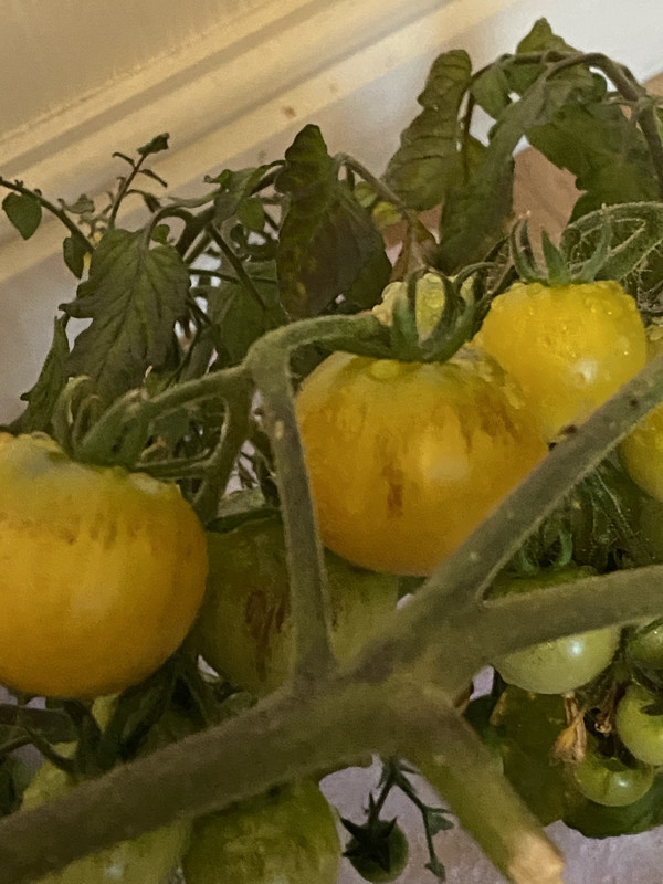 29F0E16C-CEE4-4577-BA39-192EE4A0813E