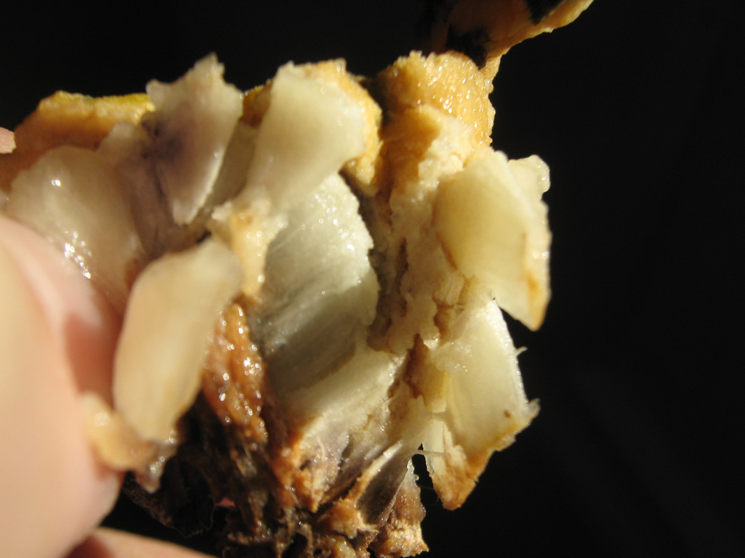 arachichu_fruit__--rollinia_ID_20150622T160122.j