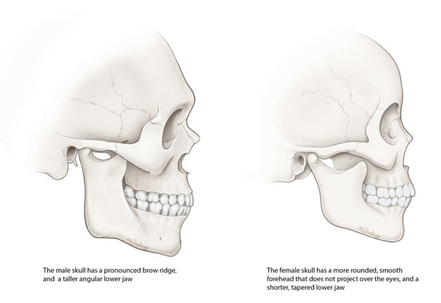skull-4276306917.png