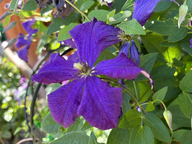 [Image: IMG-5851.jpg]