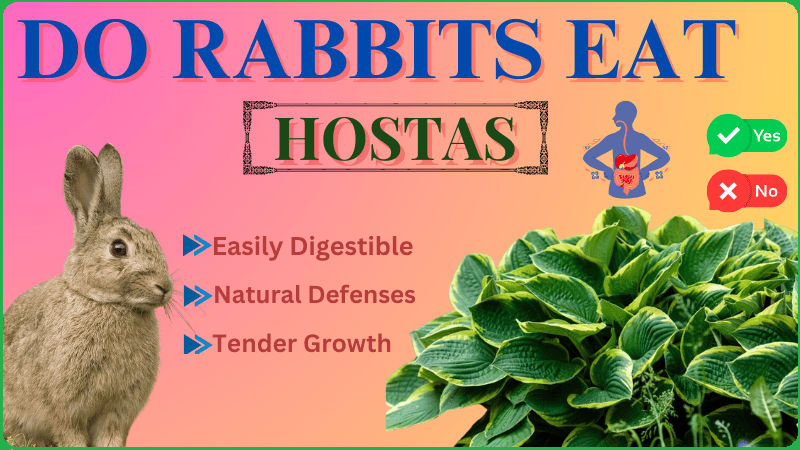 Do Rabbits Eat Hostas Do Rabbits Eat Hostas