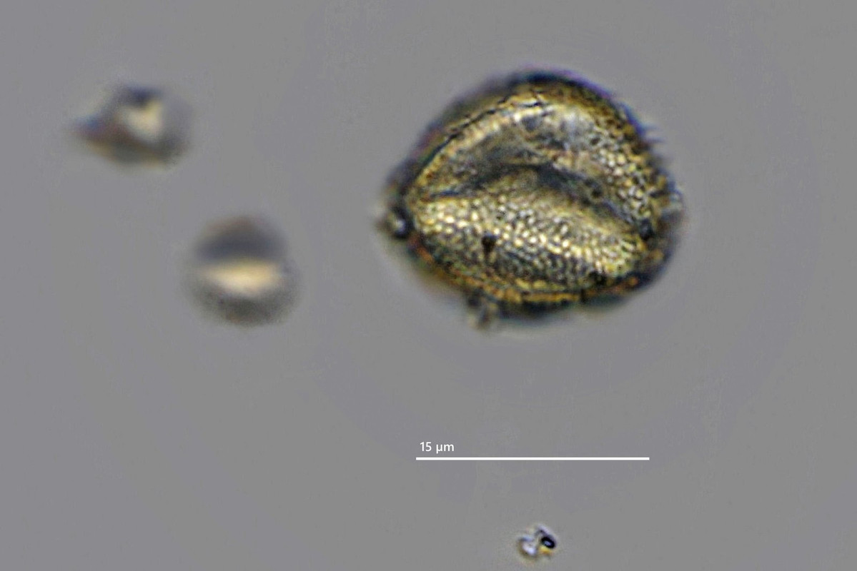 Sahara-Staub 22 Vermutl Lilien-Pollen (lokal) SL 50