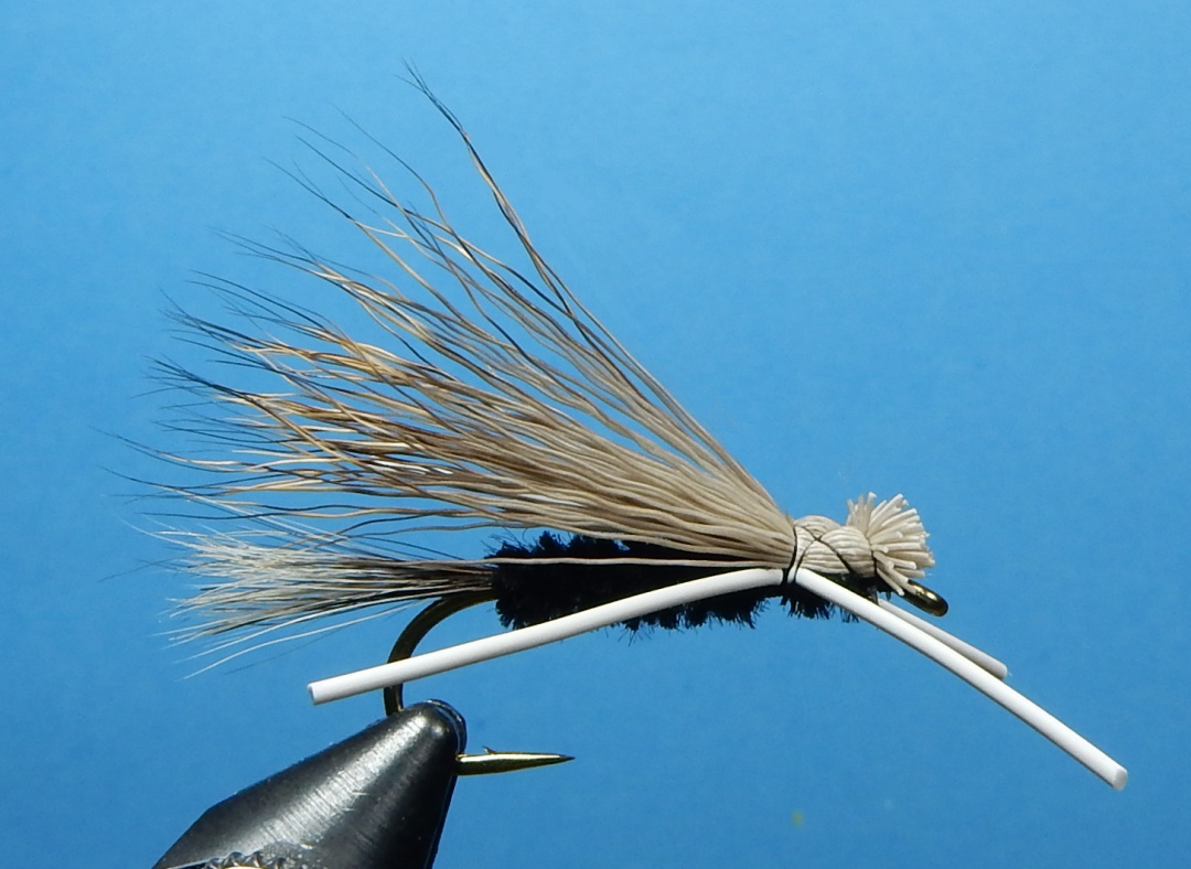 Madsen-s-Skunk-1080.jpg Madsen-s-Skunk-1080.jpg