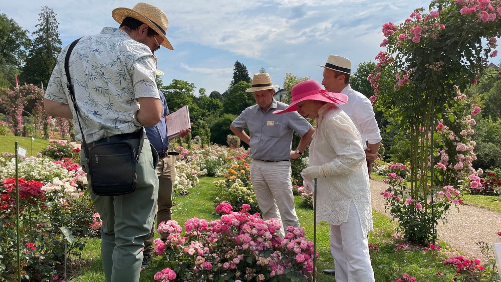 1655808262549-rosen-baden-baden-rosenneuheiten-120-100-v-16x9-2d-XL-77ed5d09bafd4e3cf6a5a0264e5e16e