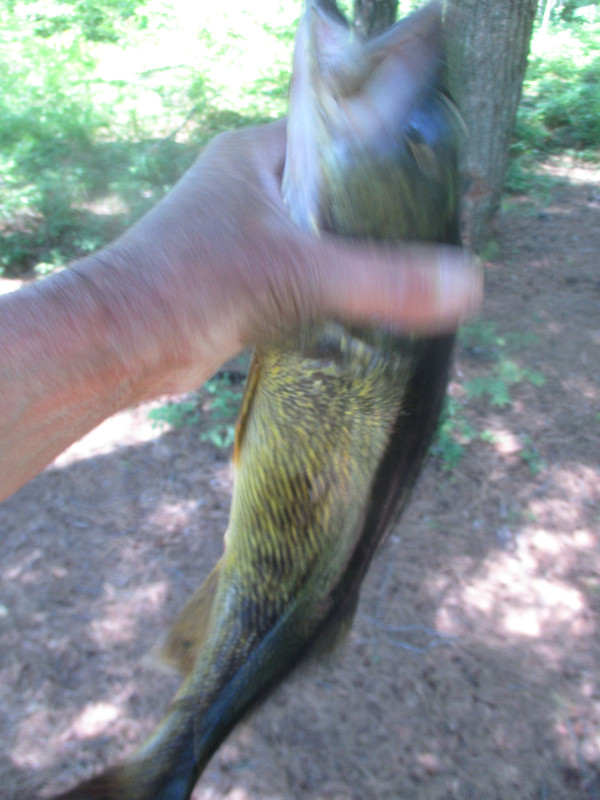 eyes again saranac 003