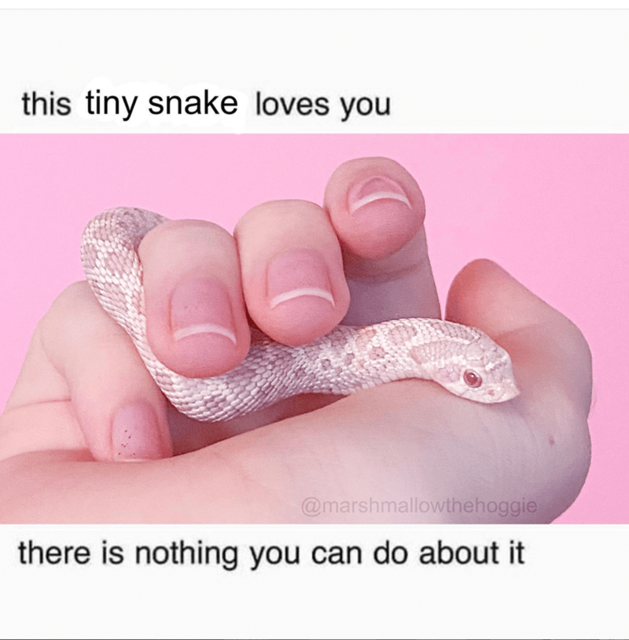 this-tiny-snake-loves-marshmallowthehoggie-there-is-nothing-can-do-about