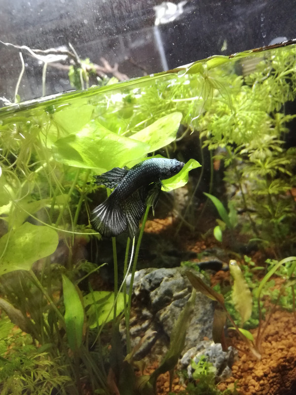 IMG_20180112_164434_resized_20180113_071309125