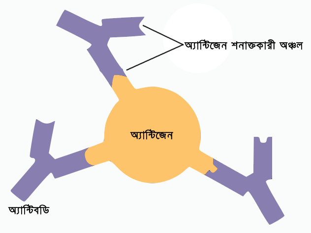 Antibody antigen