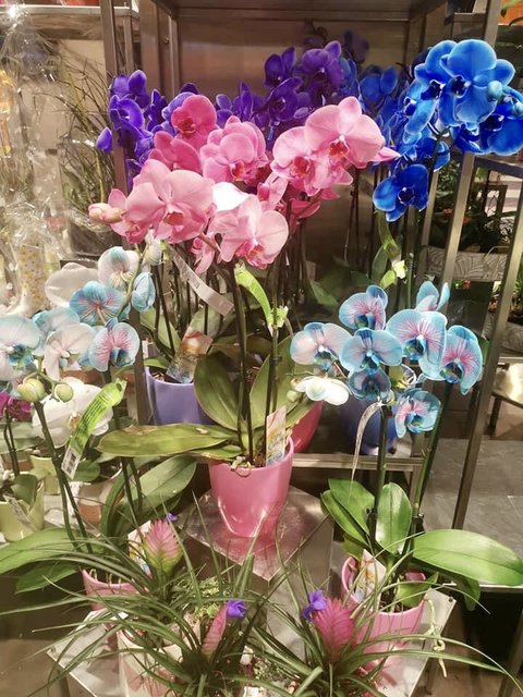 [Image: 6-C07-A2-F3-69-D9-4-C12-97-CC-F157-CA5-CA7-B6.jpg]