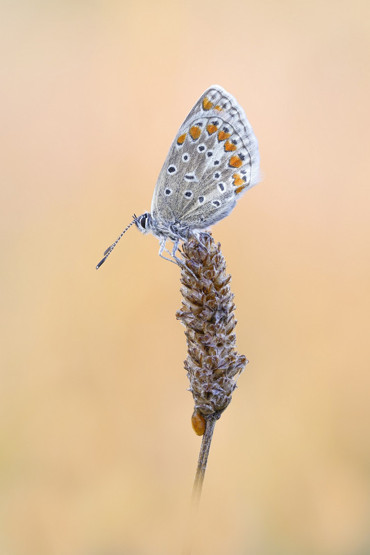 2024-09-21 09-05-08 (A,R7,S5)-2