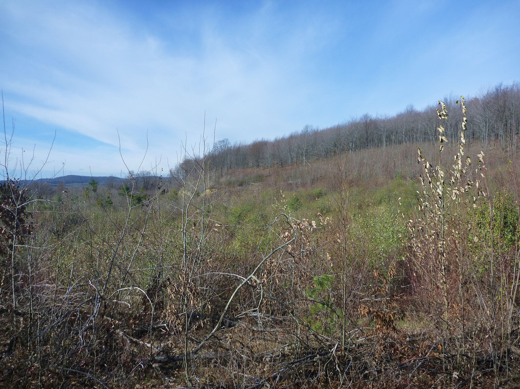 2013-11-16 9 Ruffed Grouse - clearcut