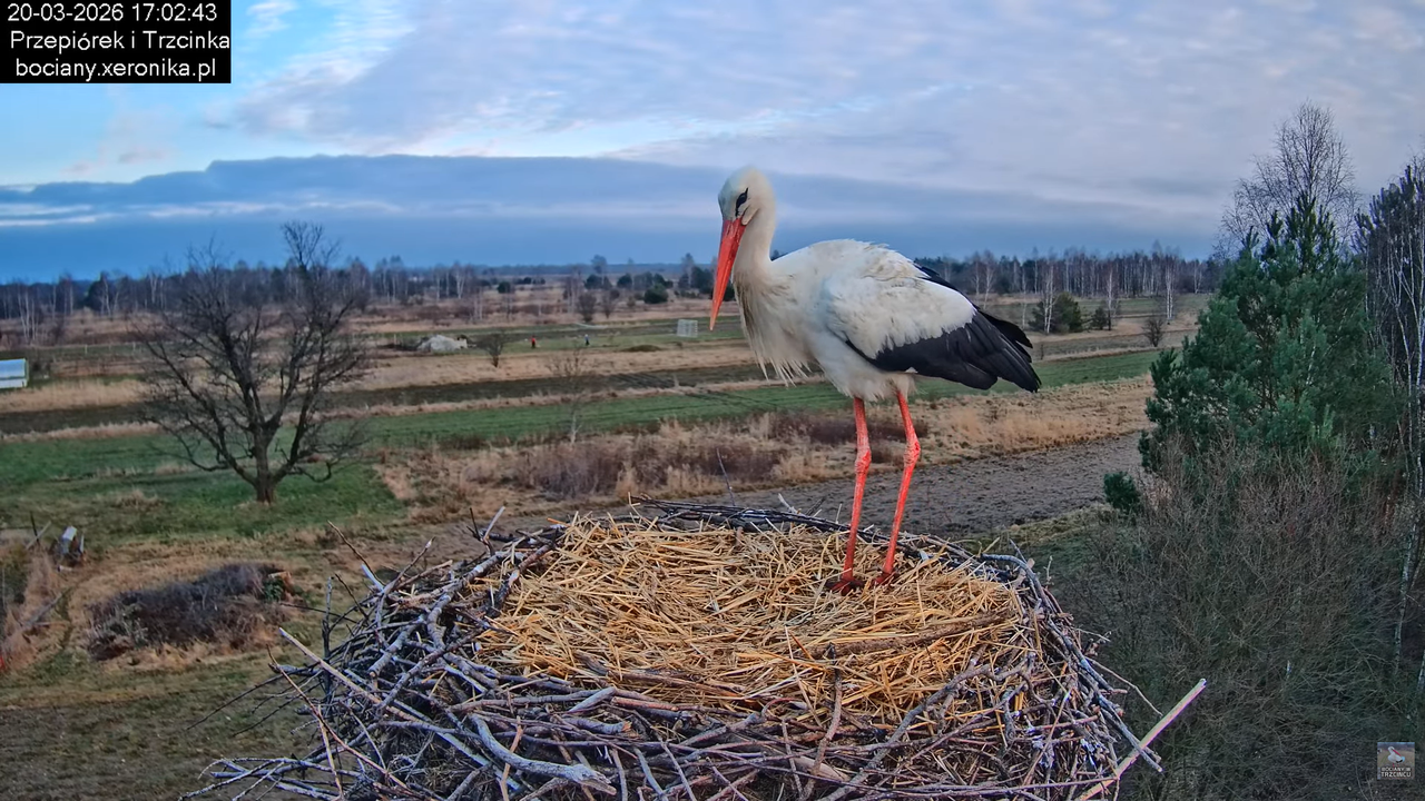 20032026bociany 27