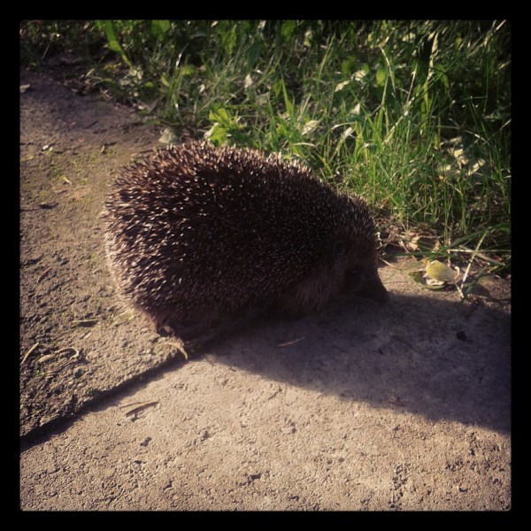 siurkstus isoreje - vduje siltas (600 x 600)