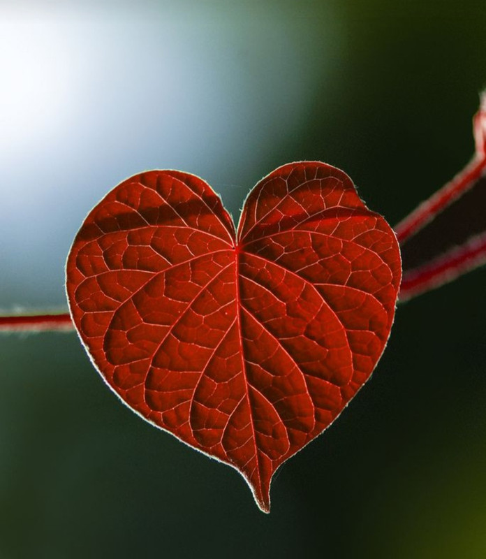 Screenshot_20240214_171938_Pinterest