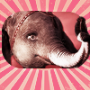 capic-chpink-dumbo1