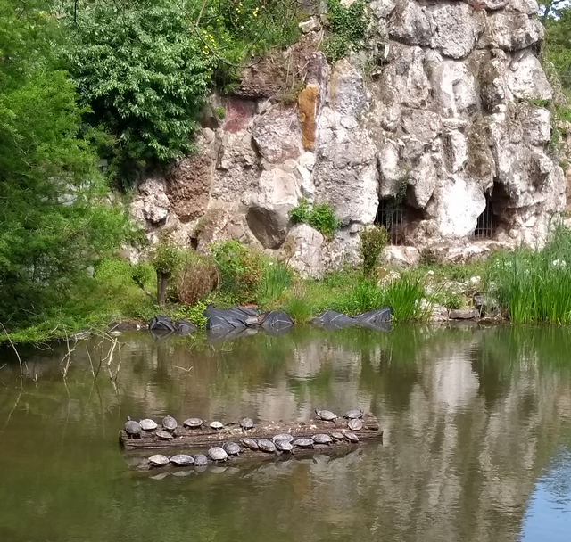 Schildkröten, Palmengarten 19.5.2023