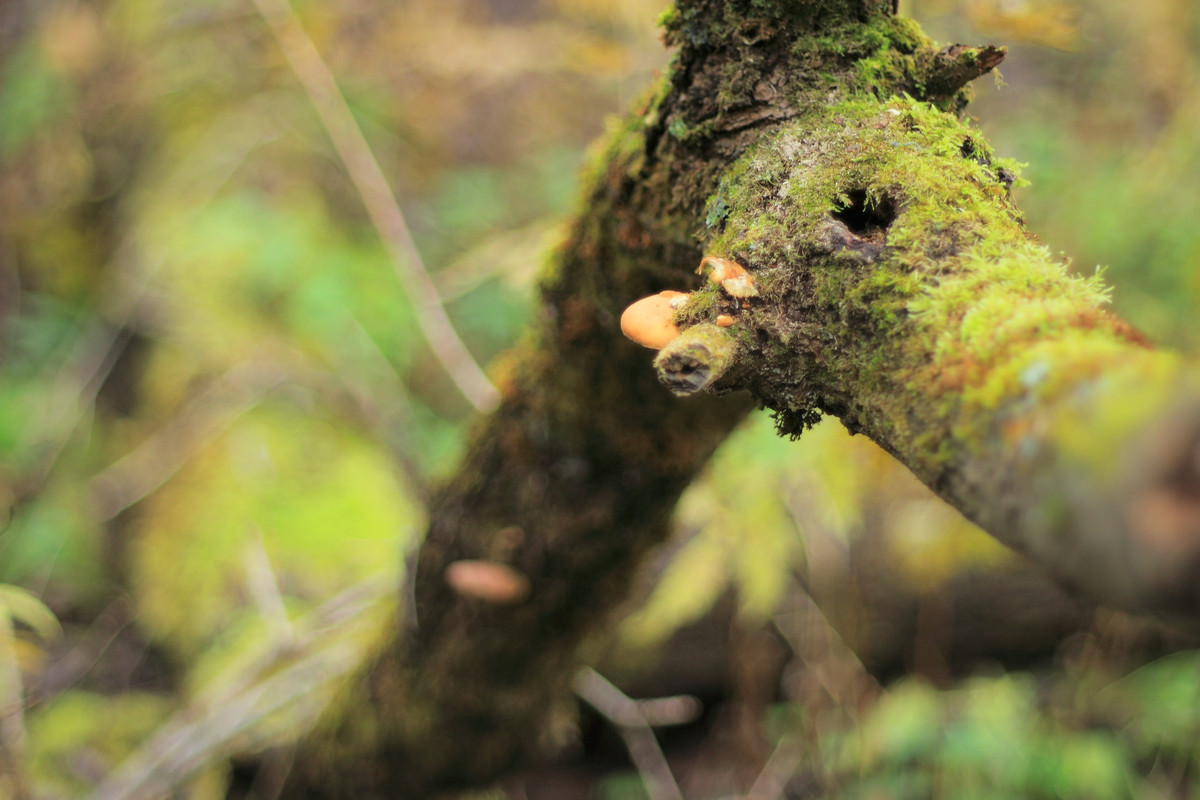 IMG_6655 (2592 x 1728)