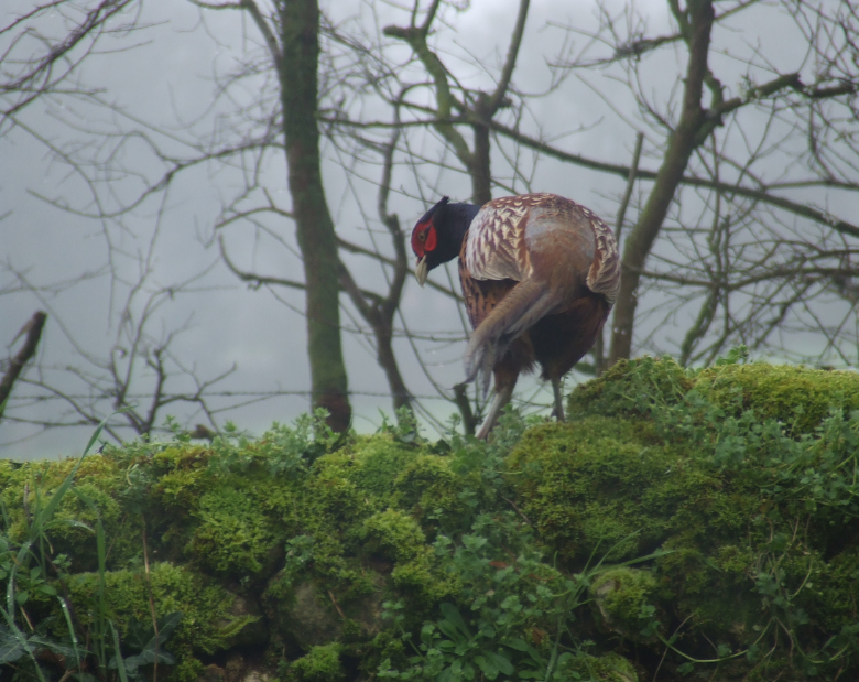 pheasant-on-wall.png