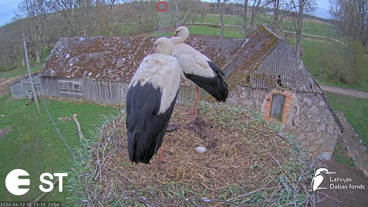 Baltie stārķi (Ciconia ciconia) Tukuma novadā - LDF tiešraide __ White storks in Tukums, Latvia 8-52