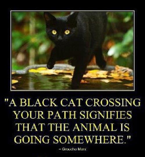 black-cat.jpg