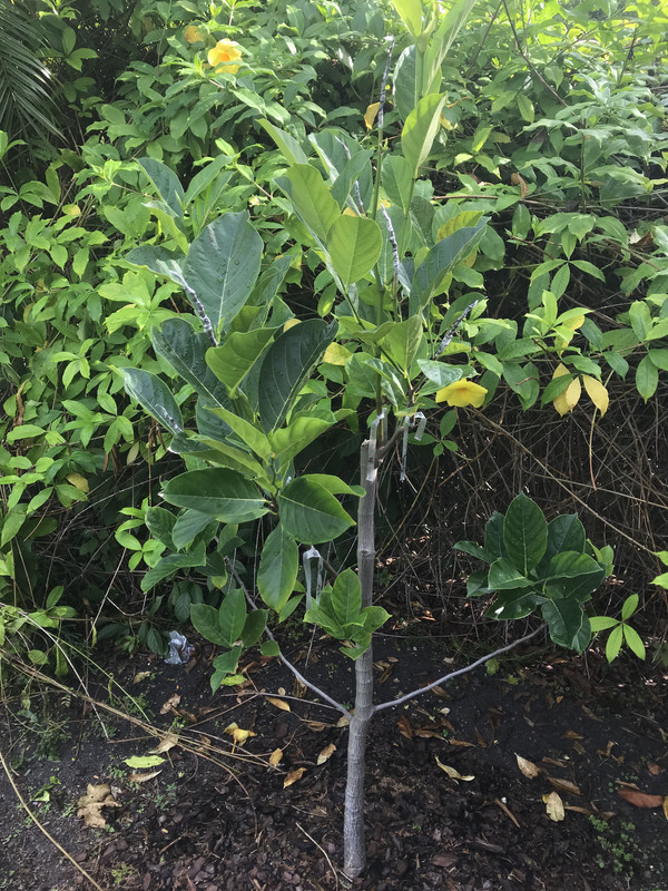 Grafted Jak 112018