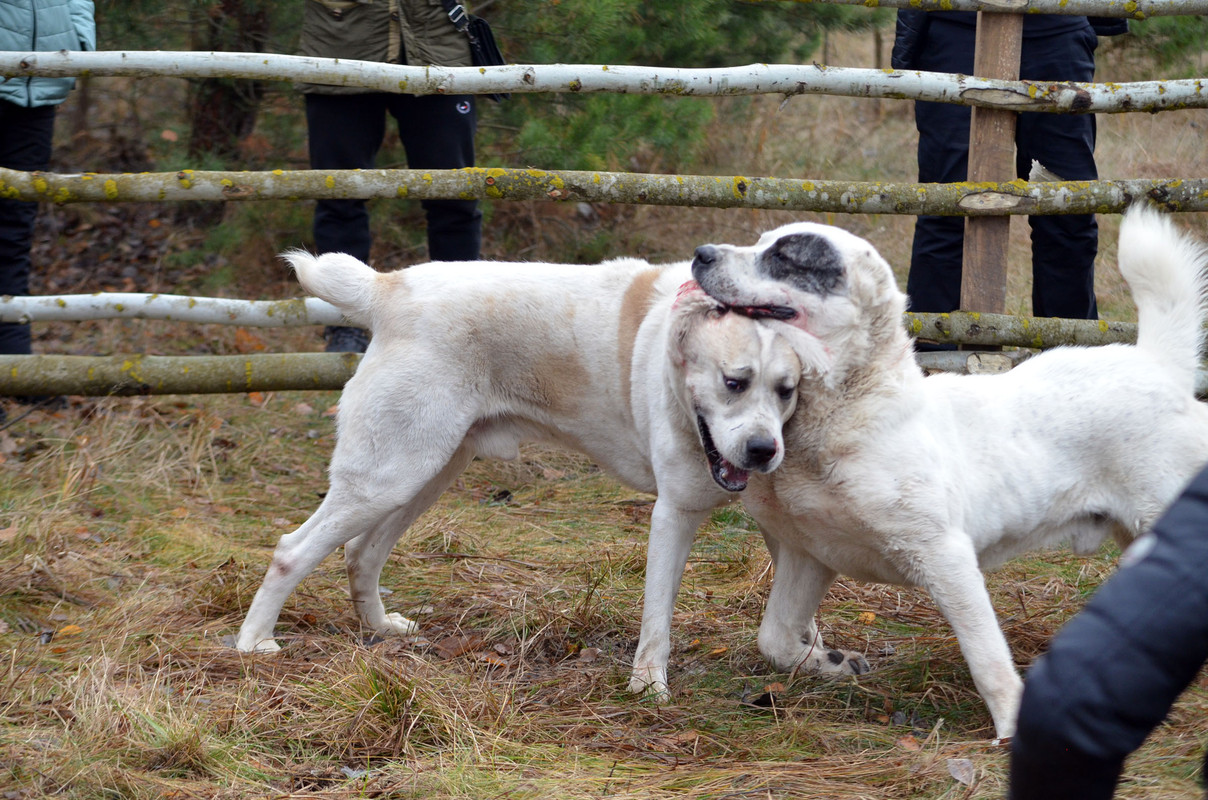 Шаман - Монгол (11)
