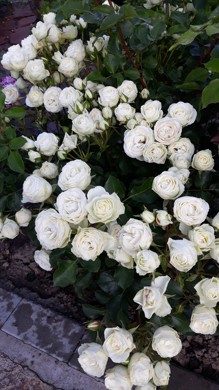 20190616_070801