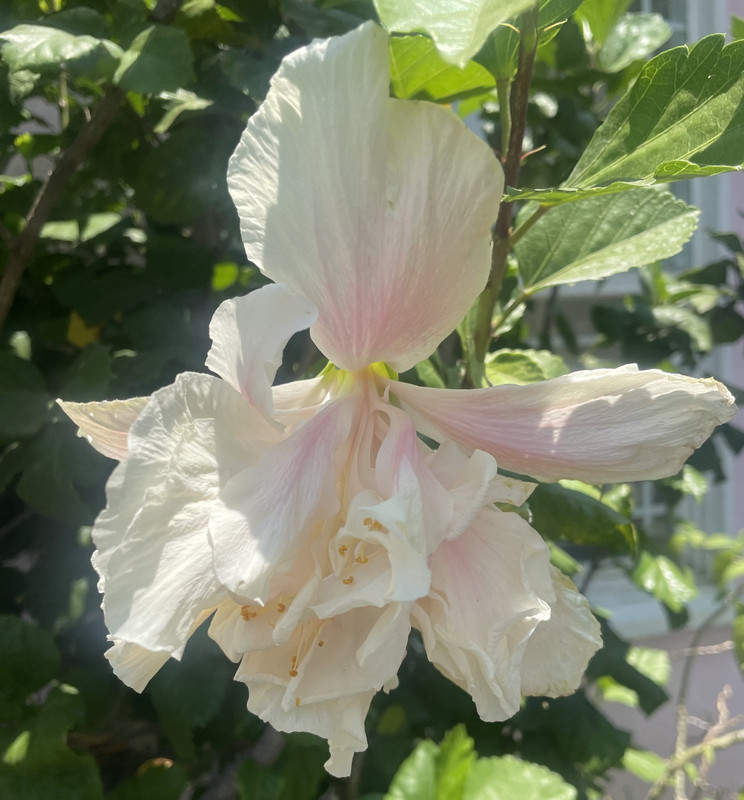 8C7D88A1-809A-491B-BF98-A694976BA852_1_201_a