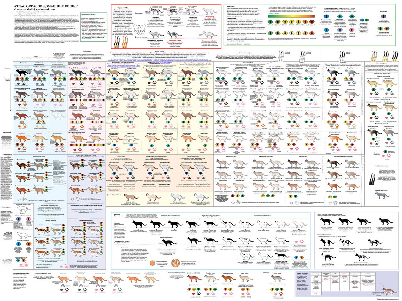 Atlas cat color Joumana Medlej (6944x5208)
