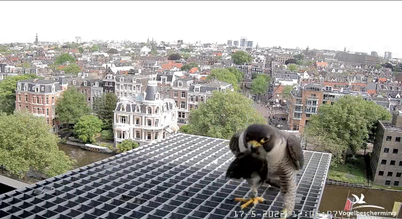 amsterdam - Amsterdam/Rijksmuseum screenshots © Beleef de Lente/Vogelbescherming Nederland Video-2022-05-17-120650-Moment-2