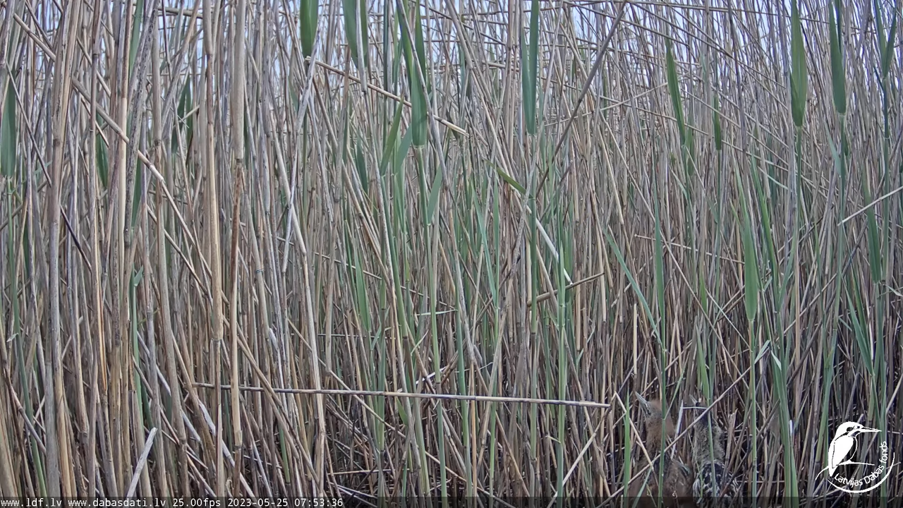 Lielais dumpis (Botaurus stellaris) Engurē - LDF tiešraide 8-51-8 screenshot