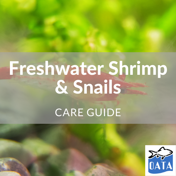 OATA Guide to freshwater shrimps... - Lincs Aquatics