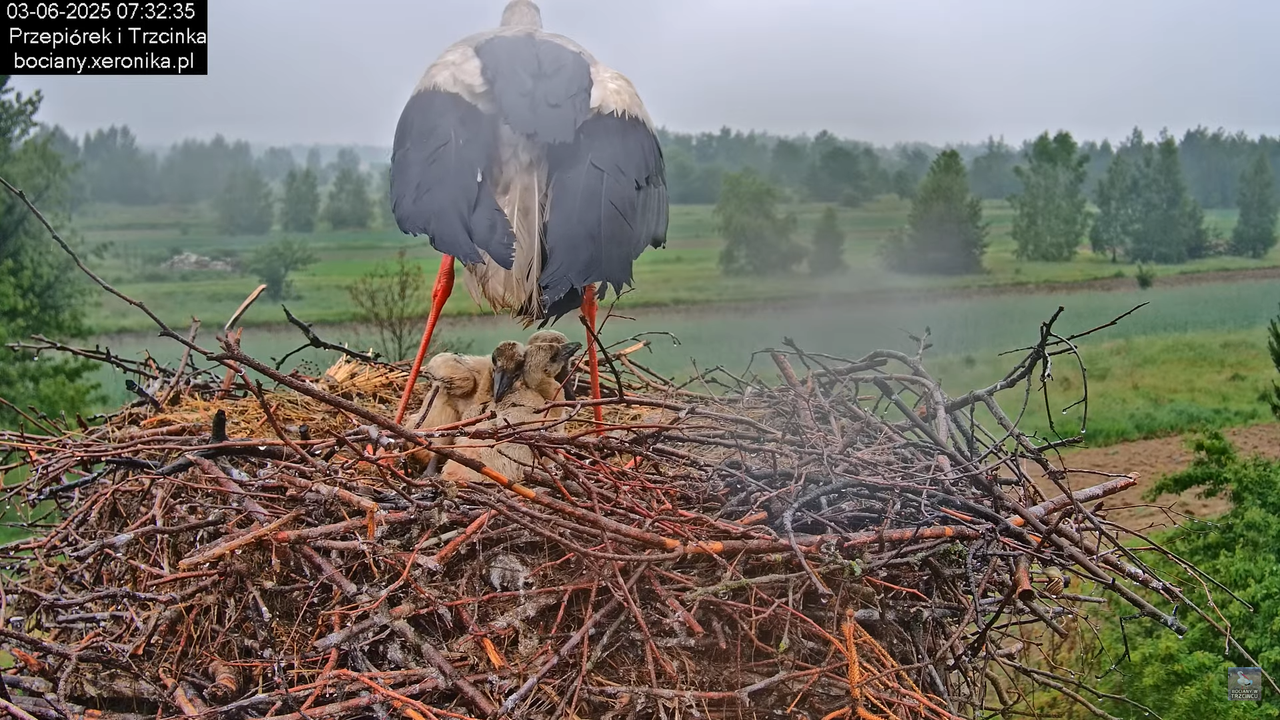 03062025bociany4