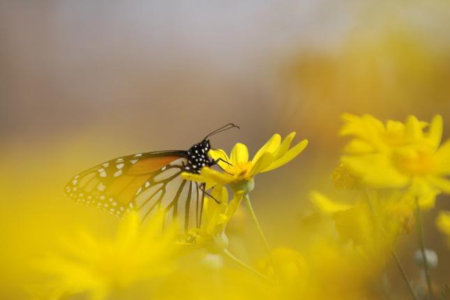 An den Beitrag angehängtes Bild: https://i.postimg.cc/rmYR6kbB/48081Butterflyin-Yellow-Flowers.jpg