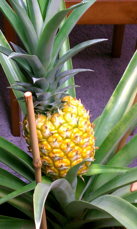 myPineapple