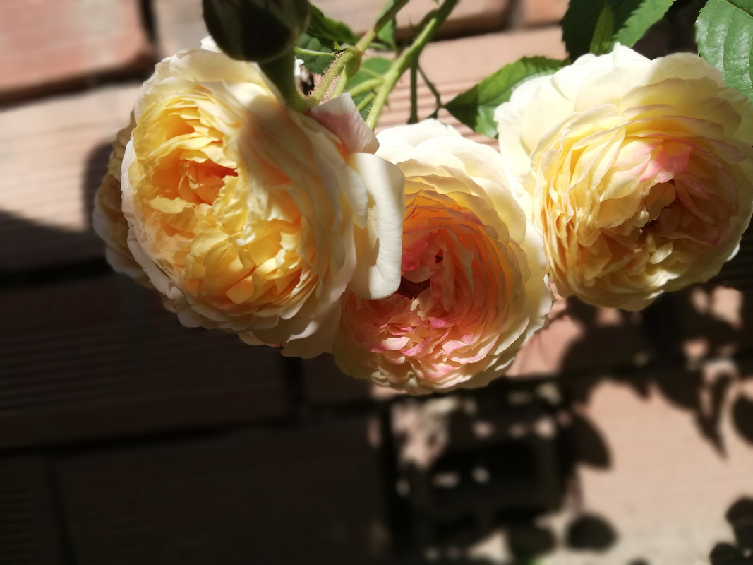 IMG_20200608_090349