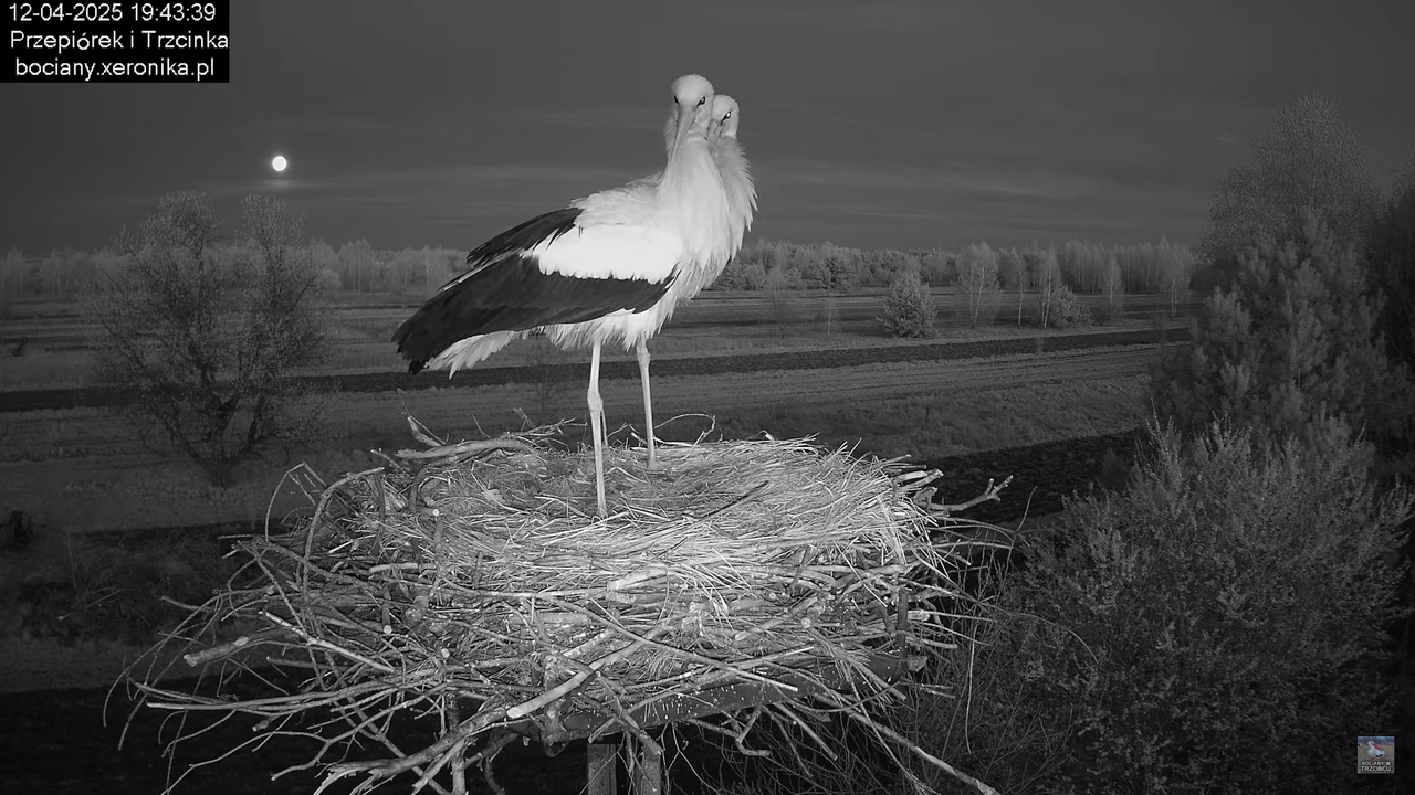 12042025bociany22