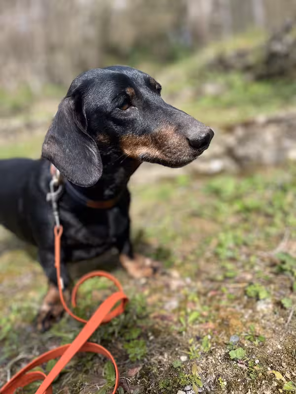 [Image: IMG-20250321-075302.avif]