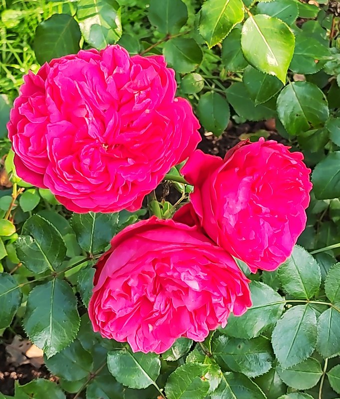 https://i.postimg.cc/rmZkWhCv/035-IMG-20240918-120459-edit-281861712731070.jpg