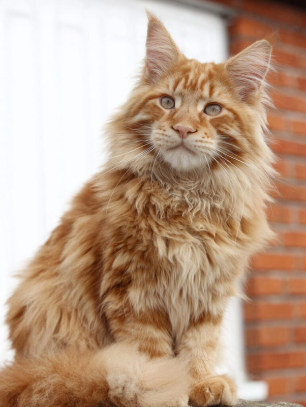 catorange-maine-coon-cat-pics-almontecats-39-771x1024.jpg